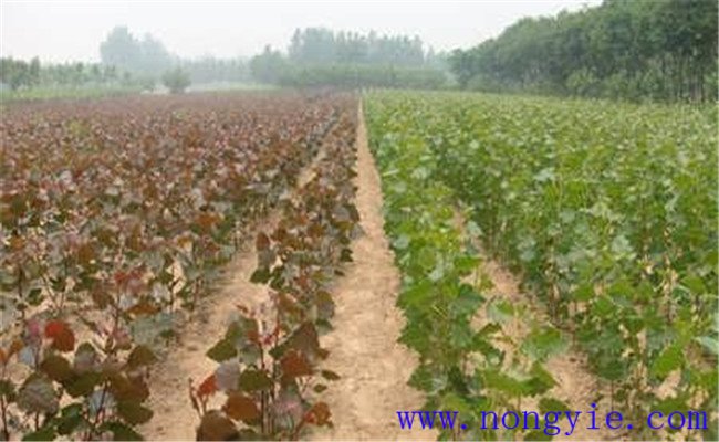 107楊樹(shù)種植密度