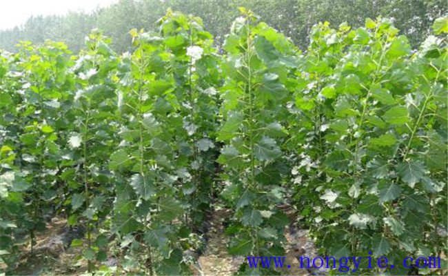 107楊樹(shù)什么時(shí)候種植