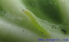 吊絲蟲的危害有哪些 吊絲蟲用什么農藥防治最好