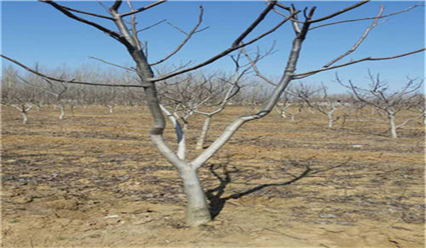 延遲發(fā)芽，減輕霜凍程度