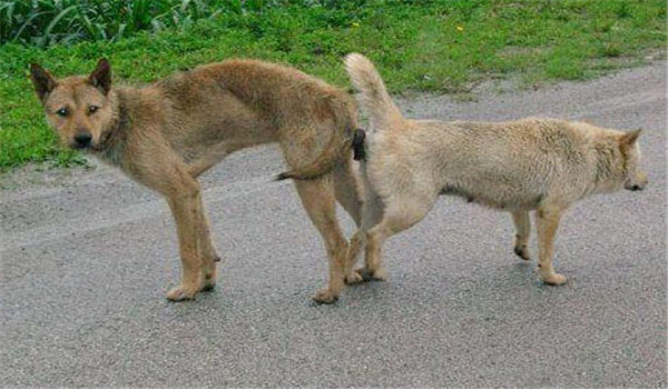 狗的交配行為與其他動(dòng)物有什么不同