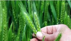 小麥揚(yáng)花期能澆水嗎？小麥揚(yáng)花期是什么時(shí)間