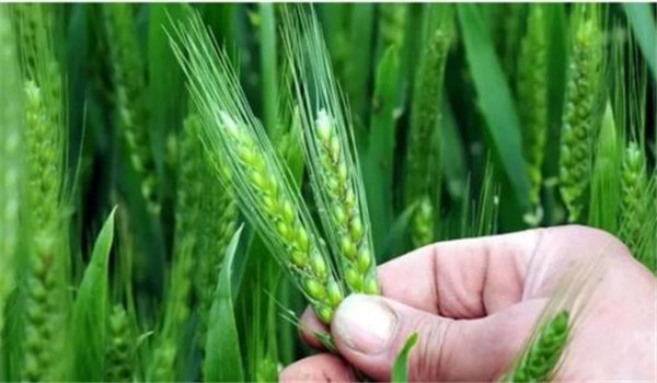 小麥揚花期是什么時間