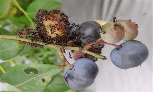 藍(lán)莓蟲(chóng)害的防治措施與步驟