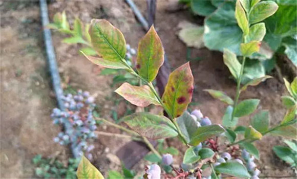 藍(lán)莓蟲(chóng)害用什么藥較好