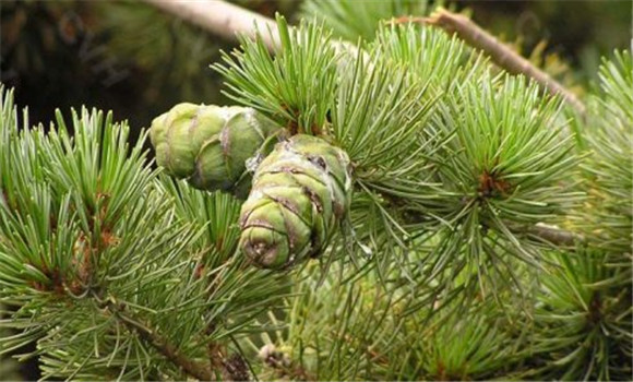 日本五針?biāo)傻淖兎N、變型及品種