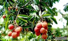 荔枝需要什么種植環(huán)境？荔枝種植技術(shù)有什么？