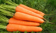 胡蘿卜的功效與作用？如何防治胡蘿卜軟腐?。? /></a>
            <a href=