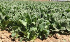 菠菜栽培技術(shù)要點(diǎn) 菠菜栽培秘訣有什么？