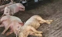 非洲豬瘟的癥狀是什么？如何預(yù)防非洲豬瘟？