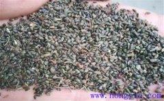 丹參繁殖育苗方法有幾種，分別怎樣繁殖？