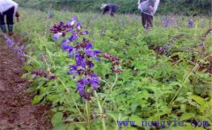 丹參主要病蟲害有哪些，如何防治？