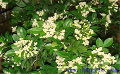 冬季九里香如何種植？該注意哪些環(huán)境因素？