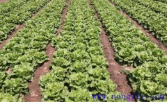 種植生菜如何施肥？生菜施肥方法簡介