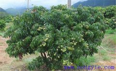 荔枝的需肥特點 荔枝施肥種類與技術(shù)要點