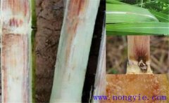 甘蔗赤腐病的主要癥狀、發(fā)病規(guī)律與防治方法