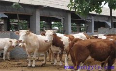 架子牛如何快速育肥？架子牛強(qiáng)化育肥方法