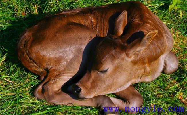 初生犢牛常見病有哪些