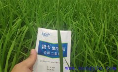 沖施肥哪個(gè)品牌好？沖施肥和水溶肥的區(qū)別