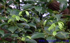 黃樟簡介，黃樟的生態(tài)習(xí)性與功效與用途