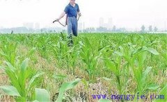 怎樣使用玉米除草劑，有哪些需注意事項(xiàng)？