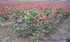 紅楠是紅葉石楠嗎？紅楠簡介