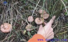 樅樹菌幾月份才有？樅樹菌的營養(yǎng)價值 如何保存