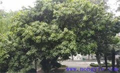 紫楠是常綠還是落葉植物，紫楠樹簡介