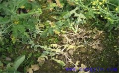 油菜病害有哪些？油菜病蟲害防治技術