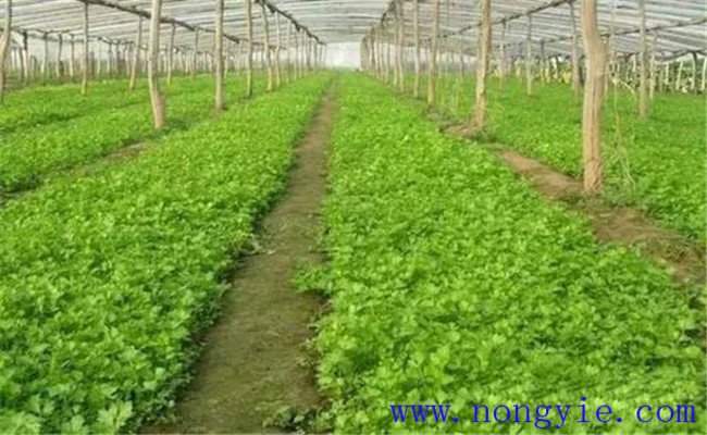 芹菜的播種時(shí)間與方法