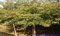 楓香是常綠還是落葉植物？楓香的生態(tài)習(xí)性簡(jiǎn)介