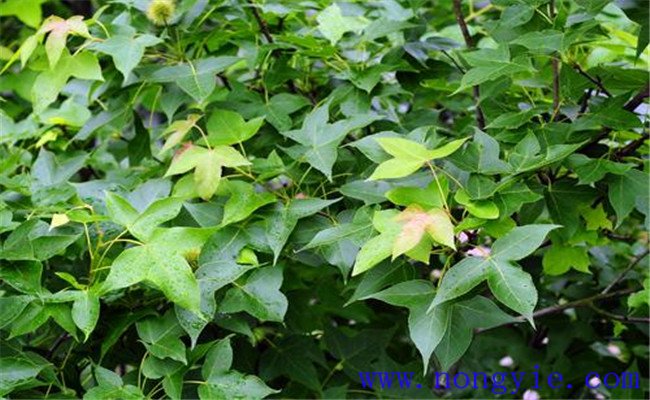 楓香的變種、變型及品種