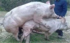 小母豬多大才可以配種，小母豬不發(fā)情怎么辦？