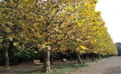 懸鈴木和梧桐的區(qū)別是什么？懸鈴木簡(jiǎn)介