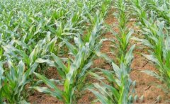 怎樣根據玉米需肥規(guī)律分次追肥、施肥？