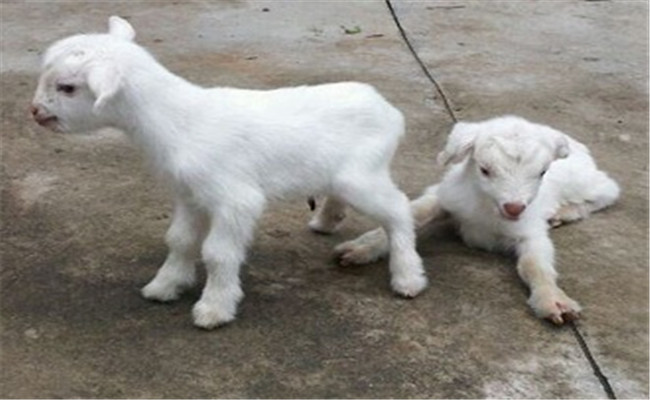 新生羔羊呼吸窘迫綜合征