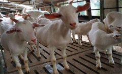 肉羊胃腸炎的主要癥狀，肉羊胃腸炎的治療方法