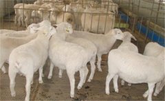 肉羊?；寄膸最惣膊? /></a>
            <a href=