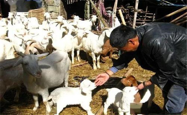 什么是母羊超數(shù)排卵技術