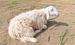 肉羊酮尿病是怎樣一種??？如何防治肉羊酮尿病