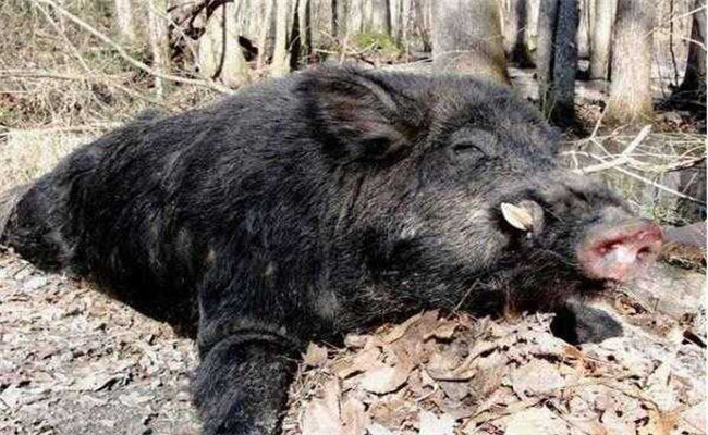 野豬會(huì)冬眠嗎？