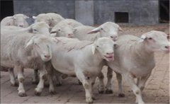 邊區(qū)萊斯特羊有何特點(diǎn)？