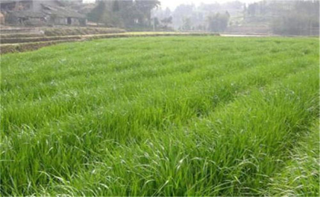 我國(guó)各地區(qū)的優(yōu)質(zhì)牧草種類(lèi)簡(jiǎn)介