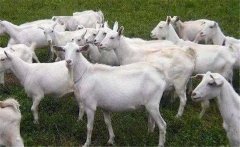 我國主要奶山羊品種有哪些？