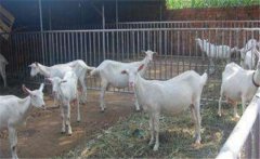 如何挑選種公羊，怎樣科學合理地養(yǎng)好種公羊