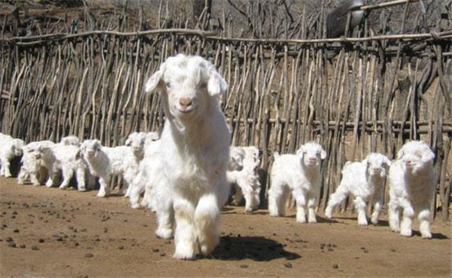 秋季小羊易腹瀉，及早預(yù)防有成效