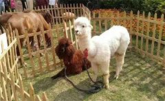 羊駝多少錢一只，養(yǎng)殖羊駝需要辦什么手續(xù)