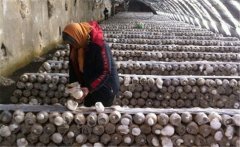 白靈菇如何栽培？白靈菇栽培管理方法簡(jiǎn)介