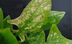 菠菜斑點病有哪些特征？菠菜斑點病的防治方法