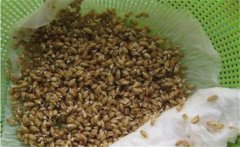 萵筍種子如何催芽，萵筍種子催芽方法有哪些？